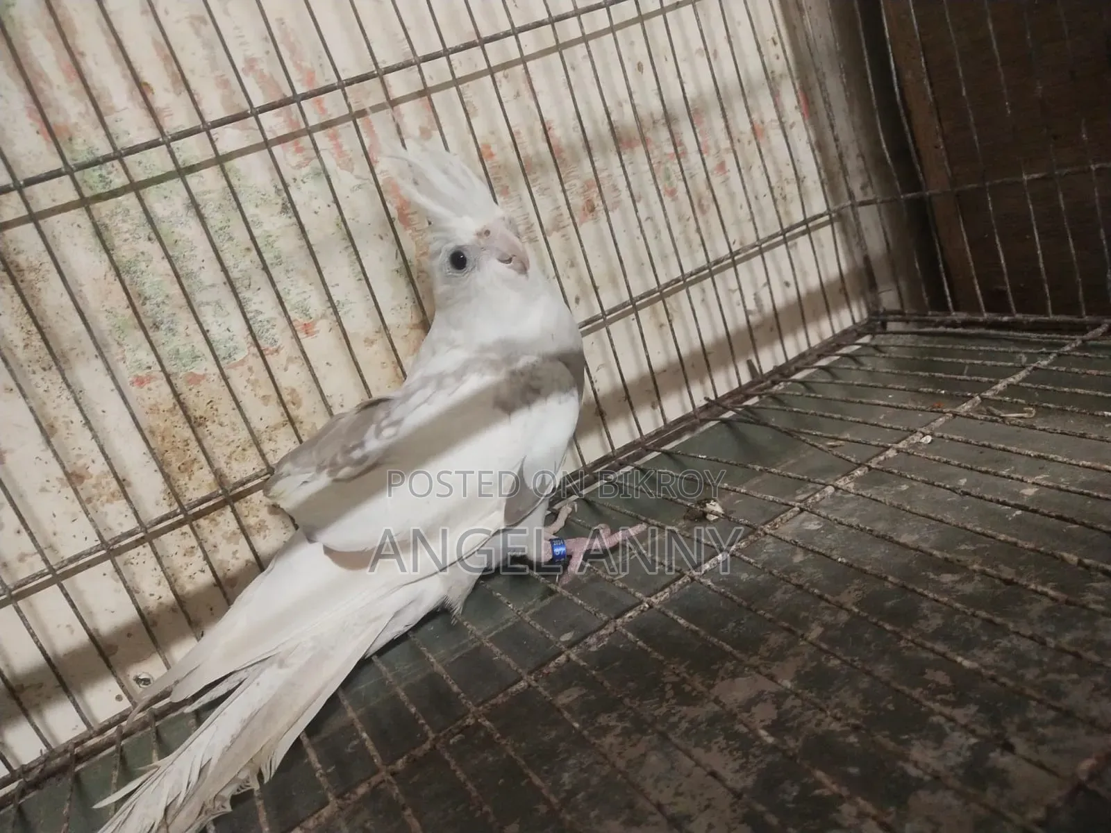 Cockatiel Birds