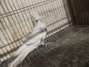 Cockatiel Birds