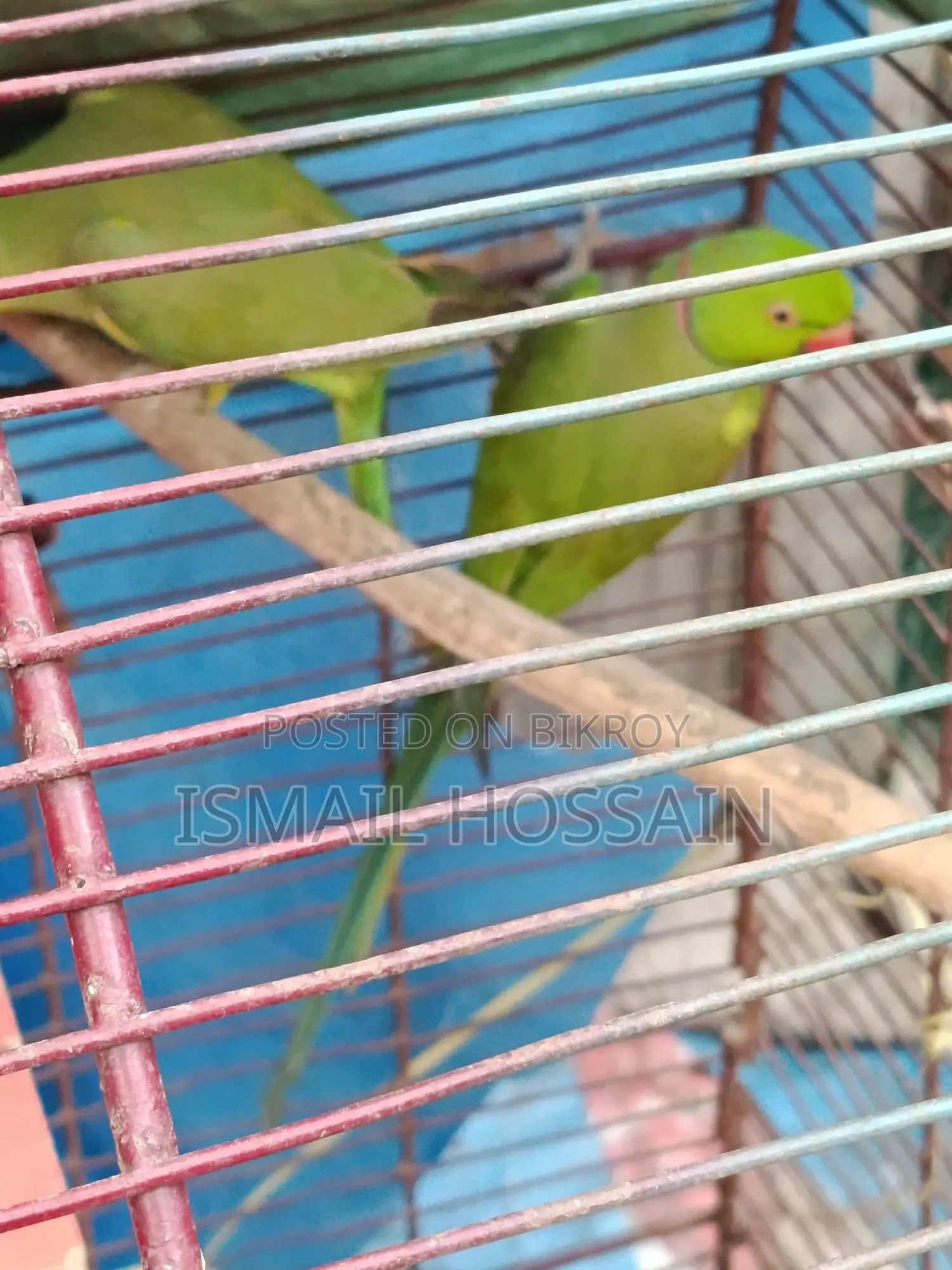 Ring neck parrot for rehoming