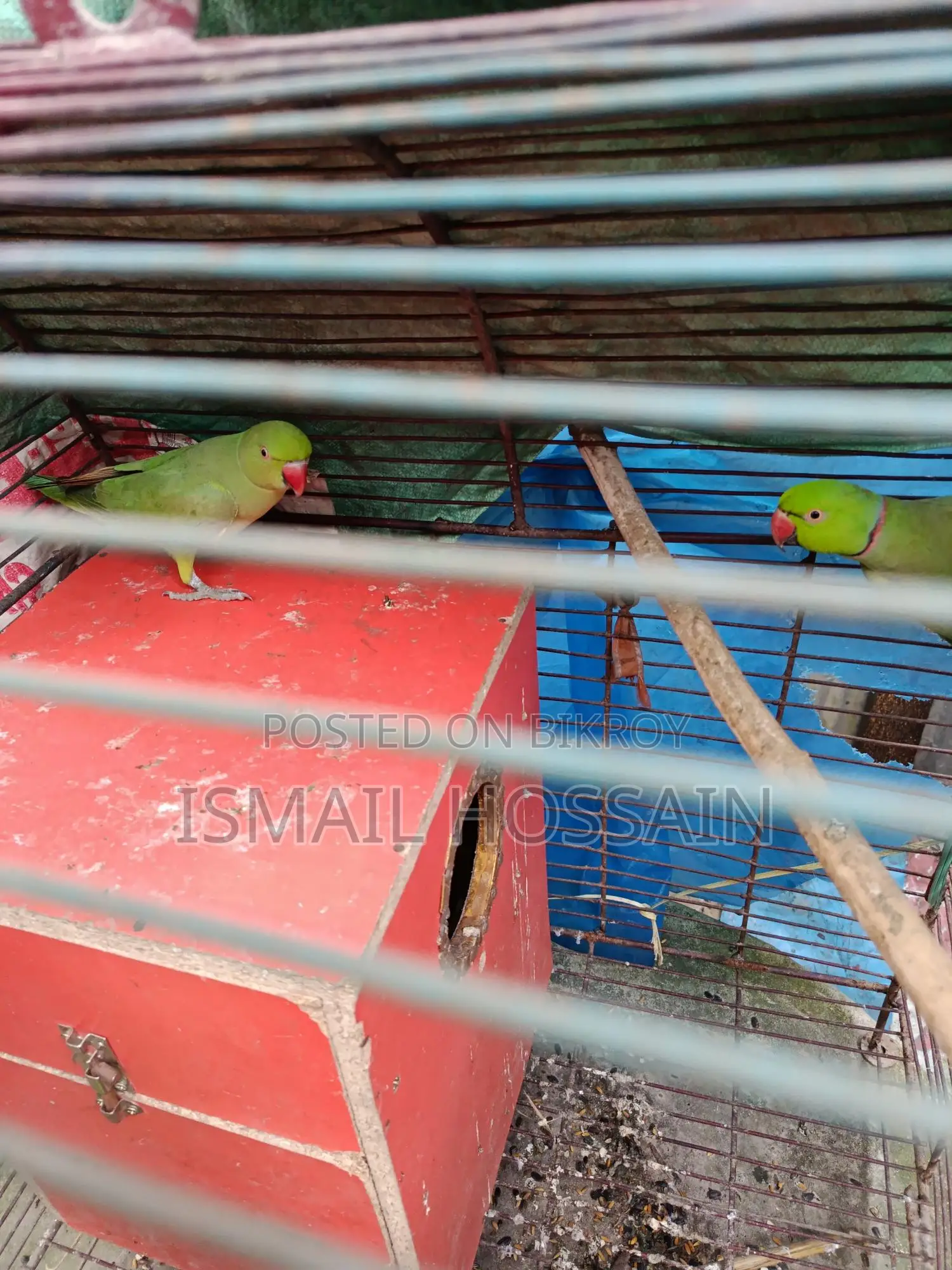 Ring neck parrot for rehoming