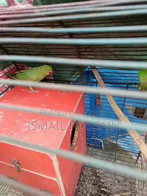 Ring neck parrot for rehoming