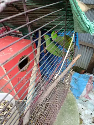 Ring neck parrot for rehoming