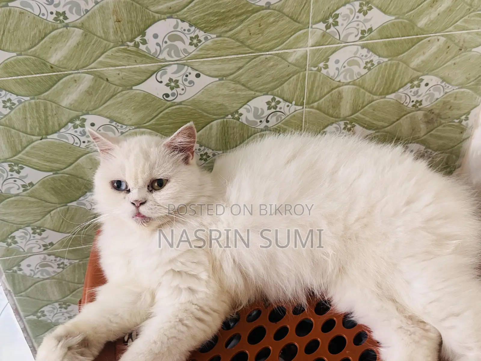 1+ Year Female Purebred Persian