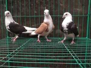 Puthul Gora Pigeon Baby