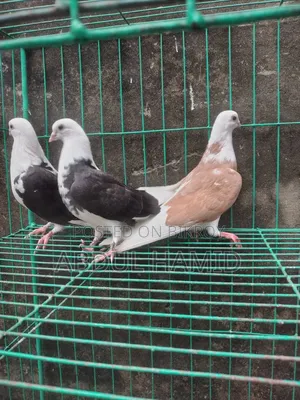 পুতুল গোরা কবুতর বেবি