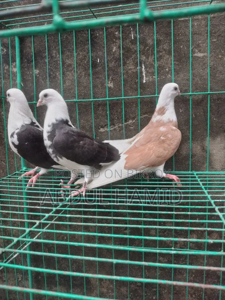 পুতুল গোরা কবুতর বেবি