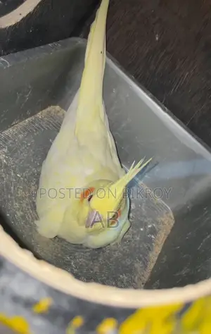 Cockatiel Pairs