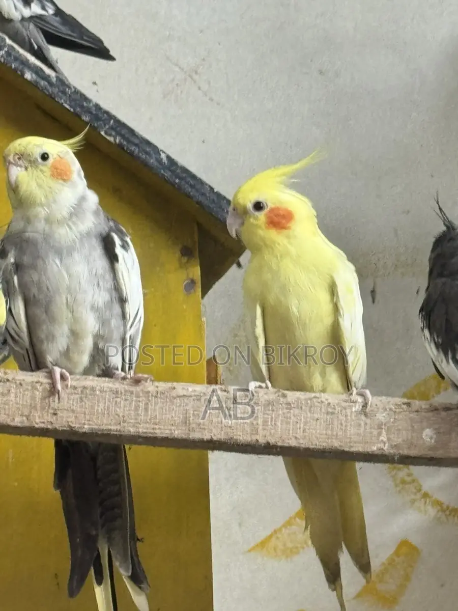 Cockatiel Pairs