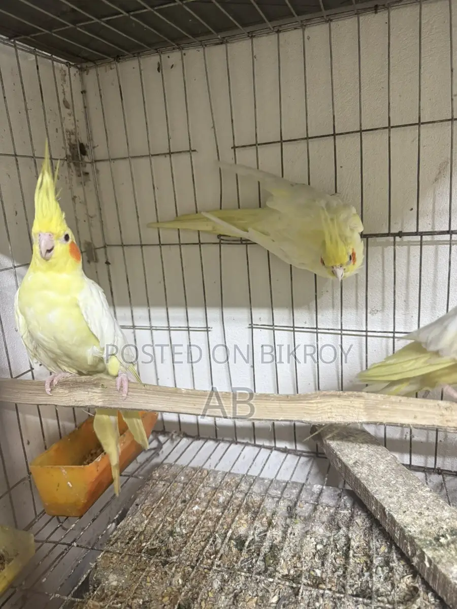Cockatiel Pairs