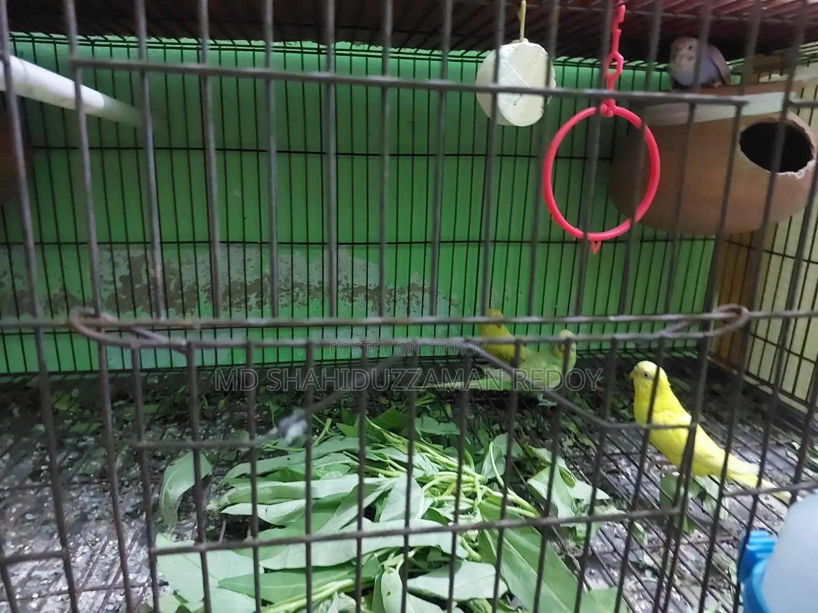 বাজিগর পাখি