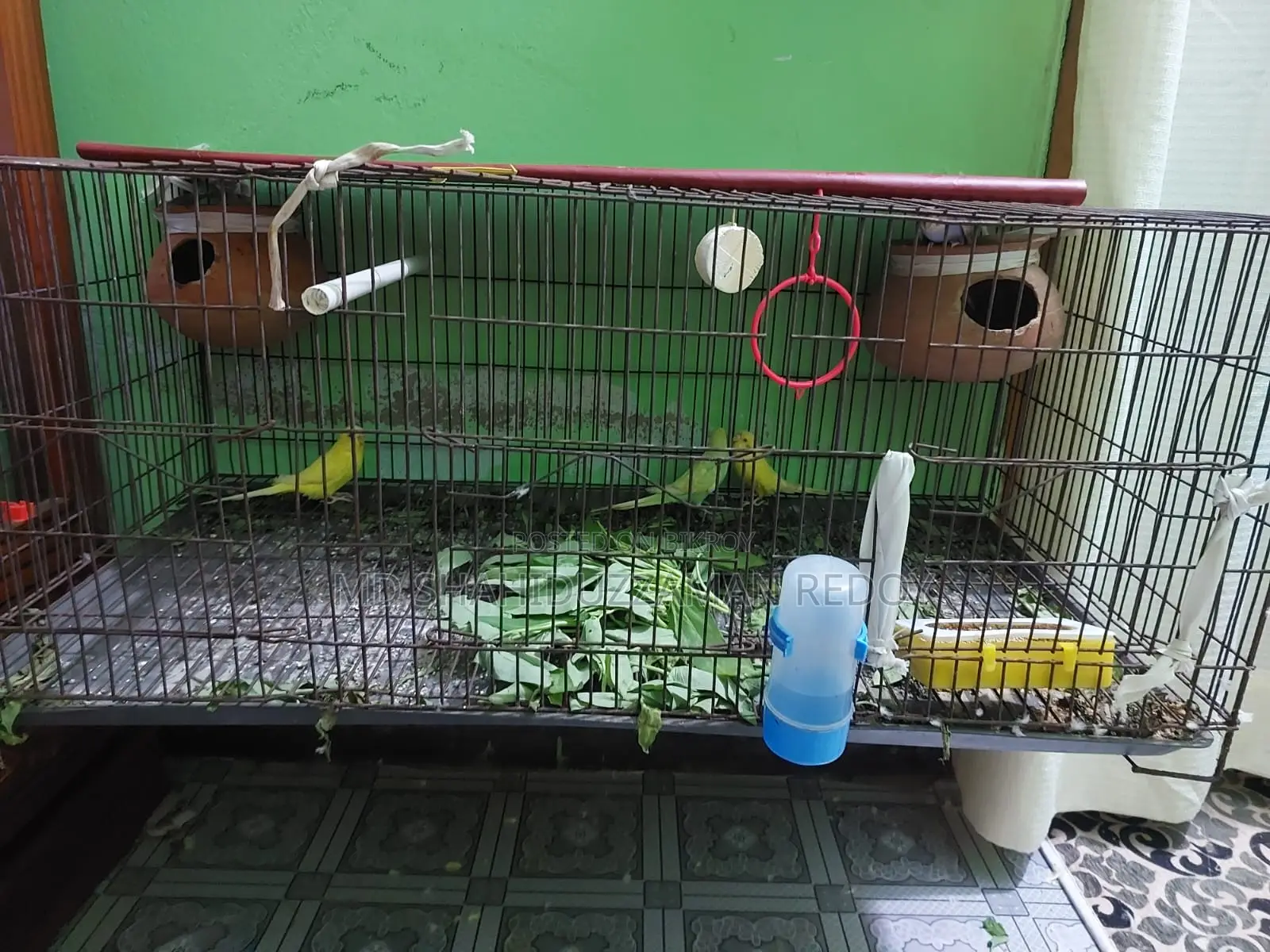 বাজিগর পাখি