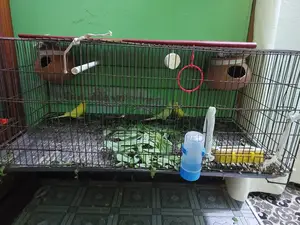 বাজিগর পাখি