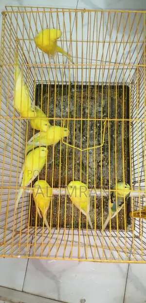 Lutino Budgie