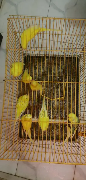 Lutino Budgie