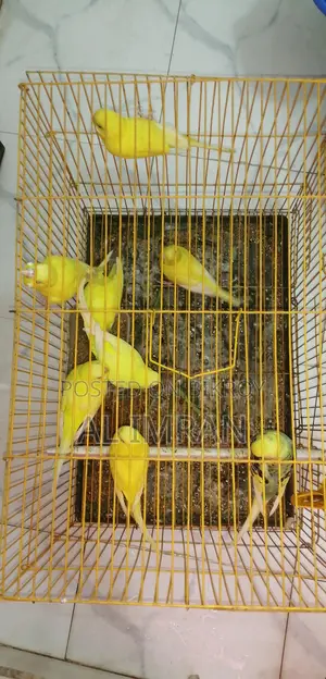Lutino Budgie