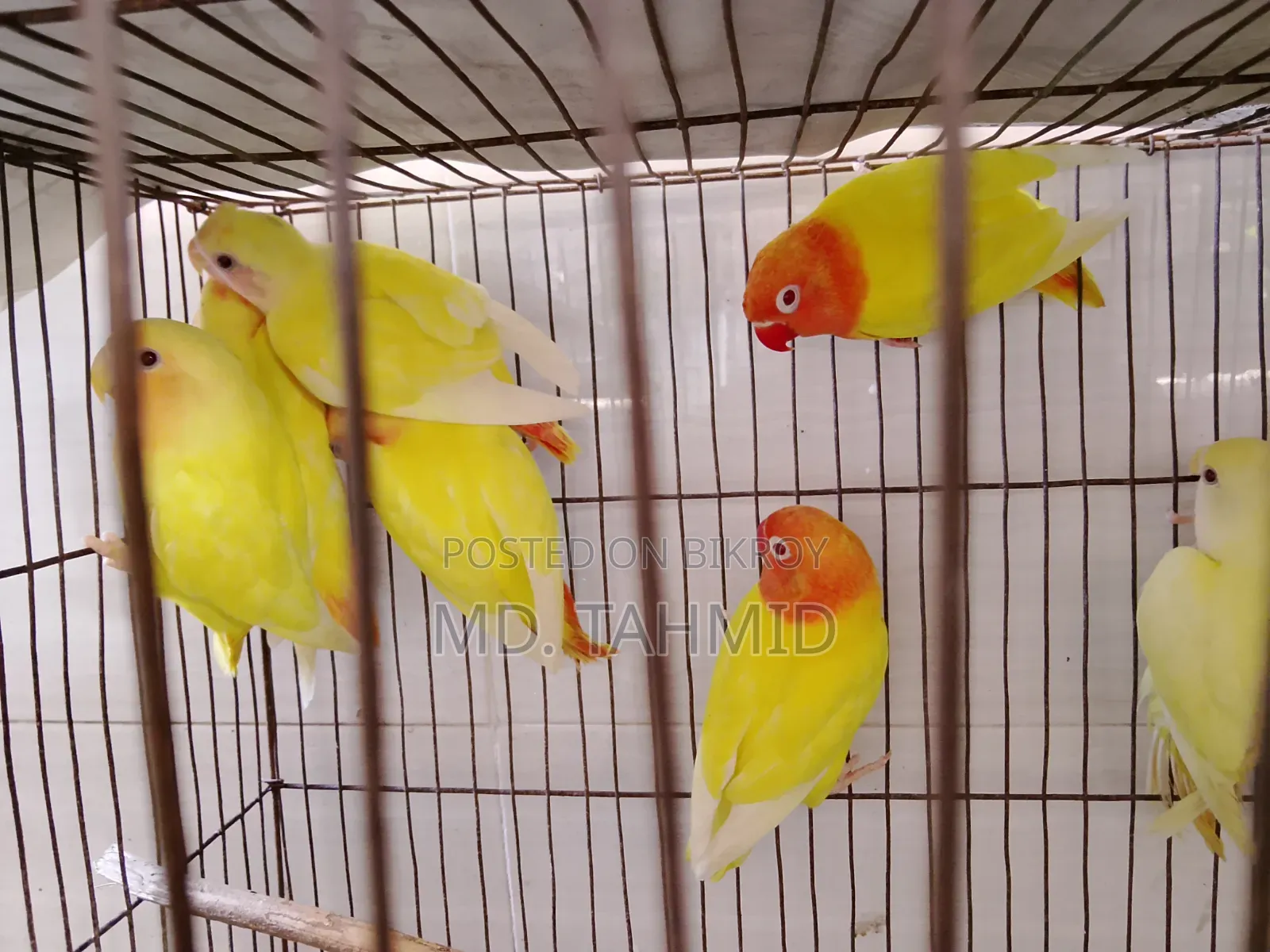 Lutino Love Bird