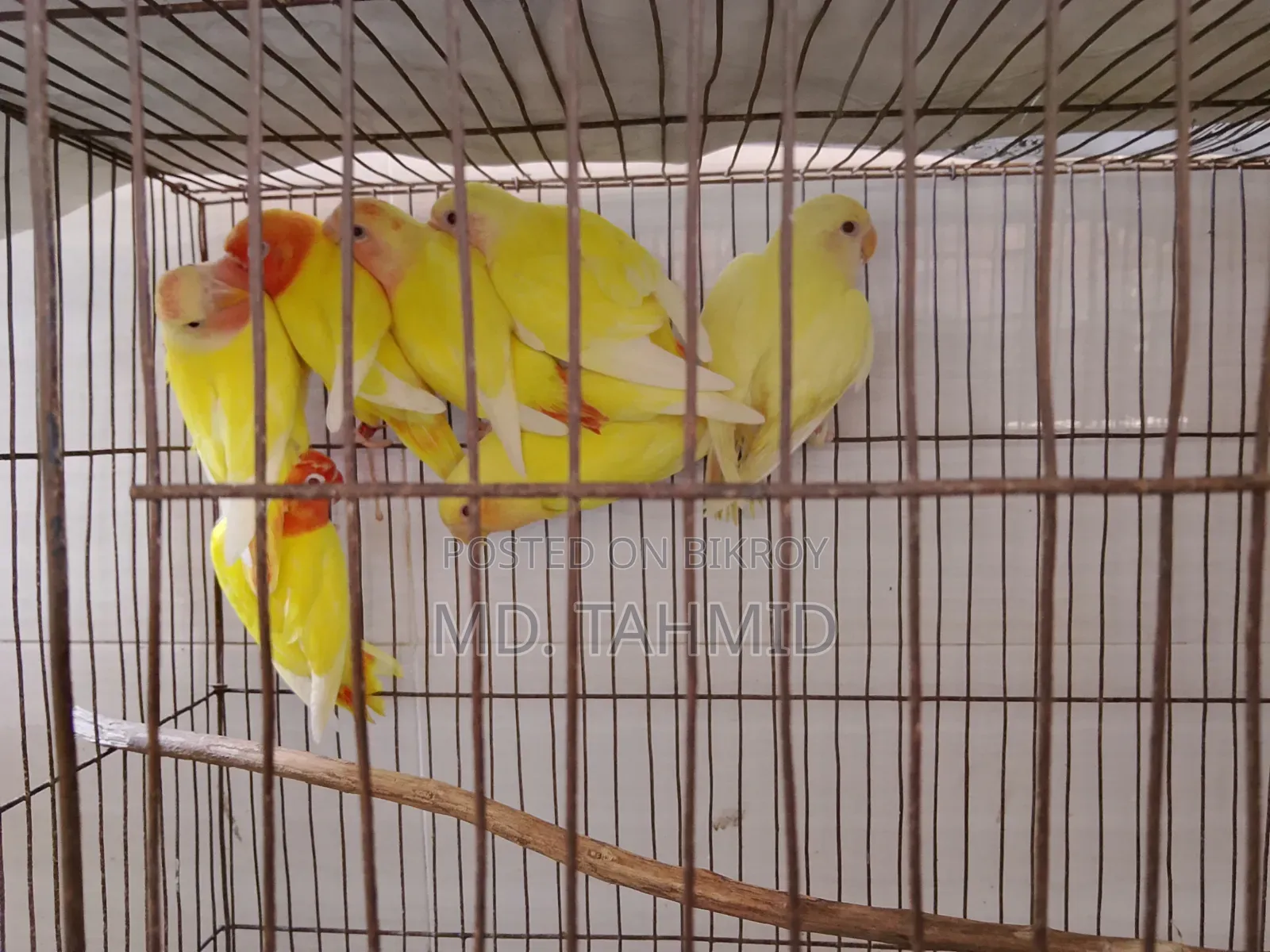 Lutino Love Bird