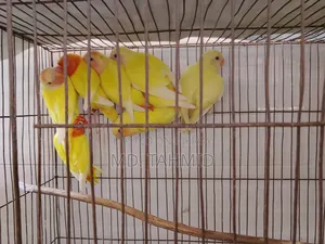 Lutino Love Bird