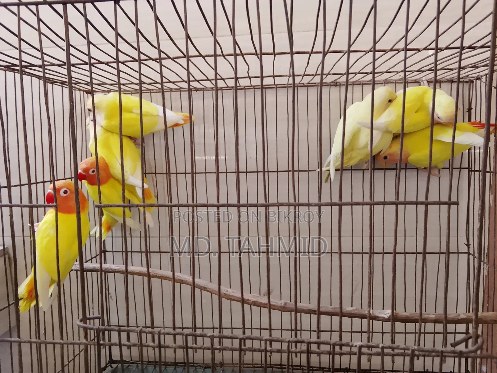 Lutino Love Bird