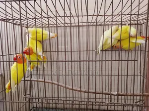 Lutino Love Bird