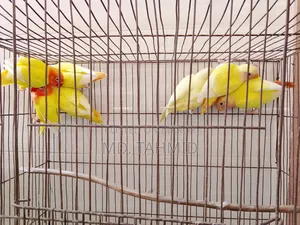 Lutino Love Bird