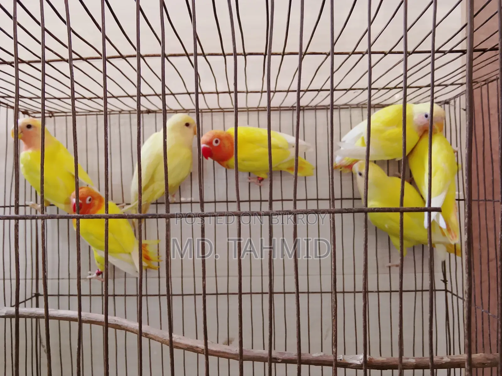 Lutino Love Bird