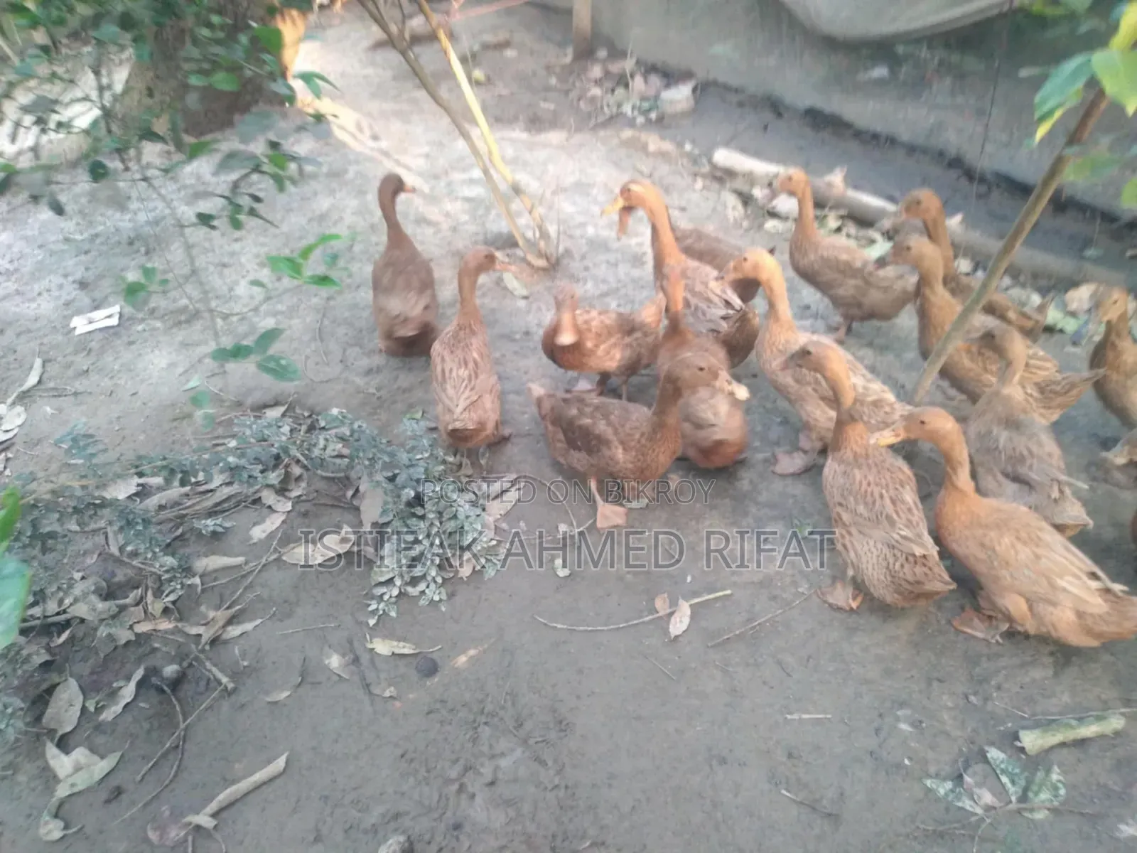 Egg-laying Khaki Campbell Ducks