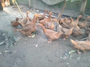 ডিম পাড়া খাকি ক্যাম্বেল হাঁস
