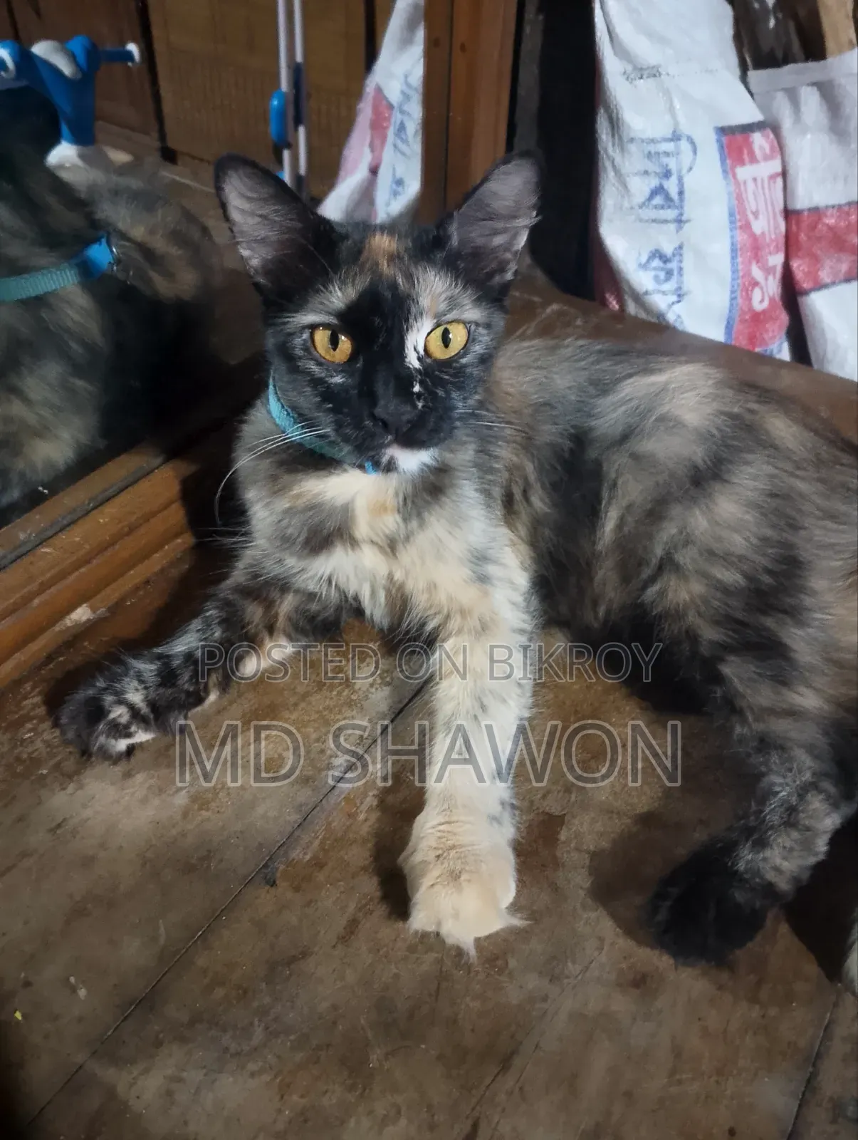 1-3 Months Male Purebred Persian