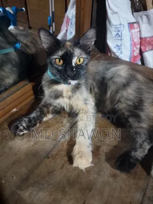 1-3 Months Male Purebred Persian