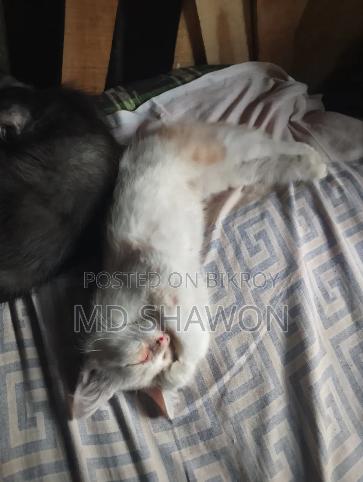 1-3 Months Male Purebred Persian