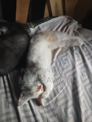 1-3 Months Male Purebred Persian