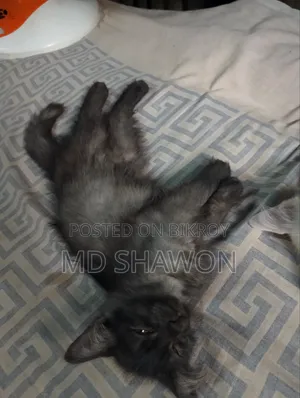 1-3 Months Male Purebred Persian