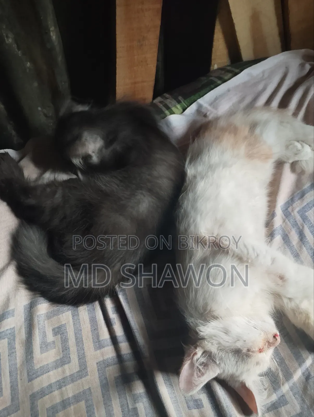 1-3 Months Male Purebred Persian