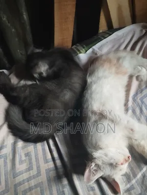 1-3 Months Male Purebred Persian