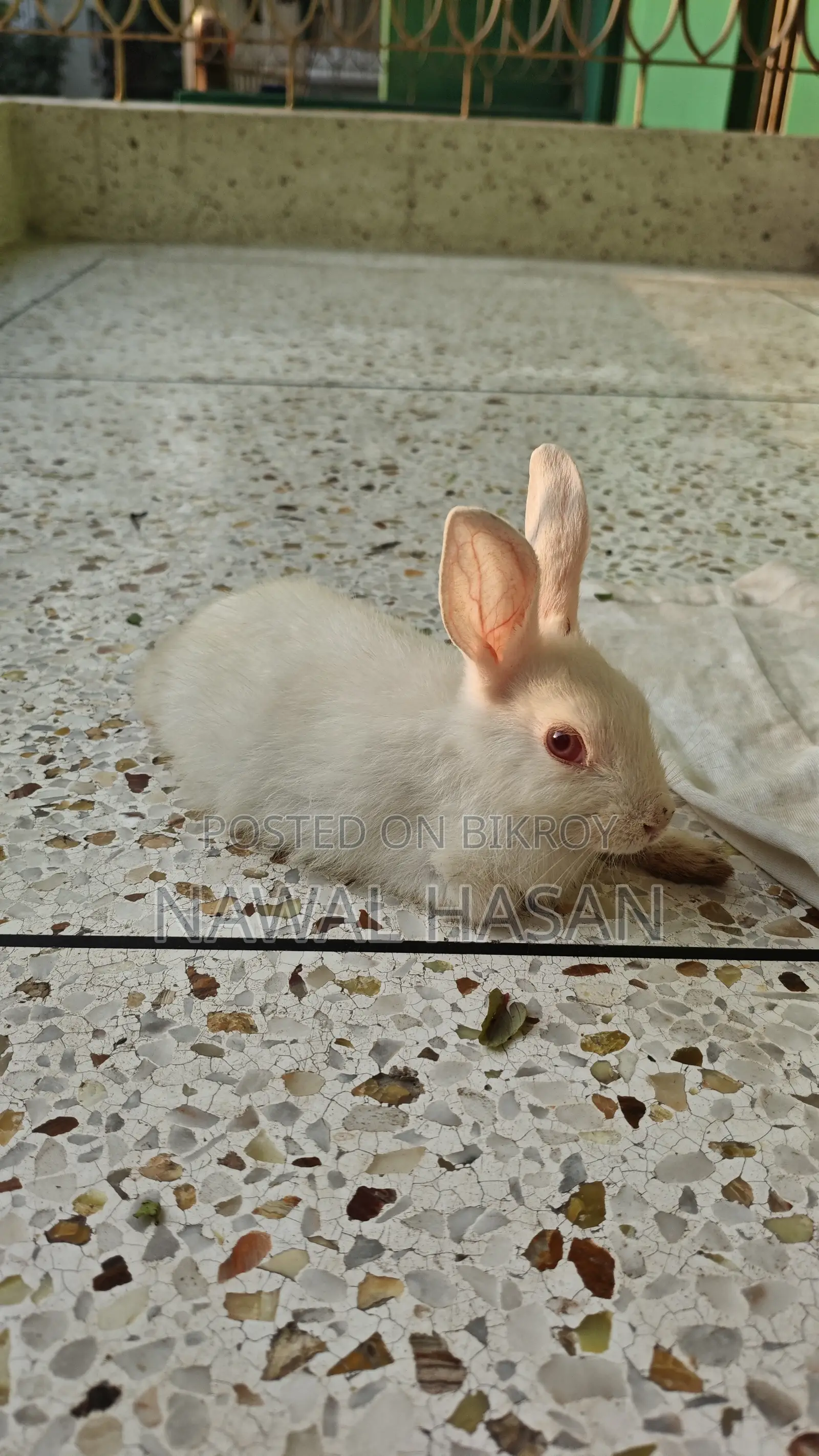 Healthy Cute Rabbit 1x