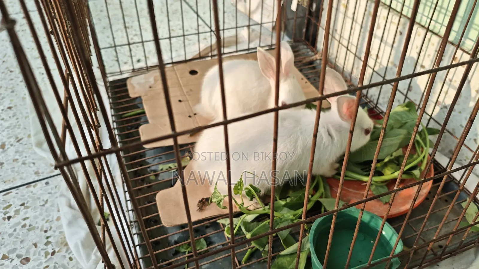 Healthy Cute Rabbit 1x
