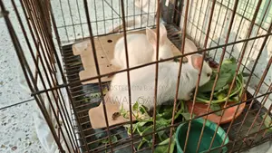 Healthy Cute Rabbit