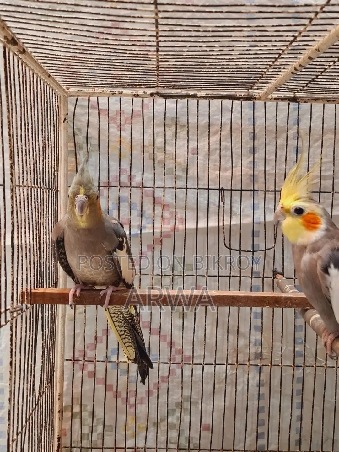 Lutino Bloodline Gray Cocateil