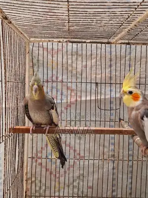 Lutino Bloodline Gray Cocateil