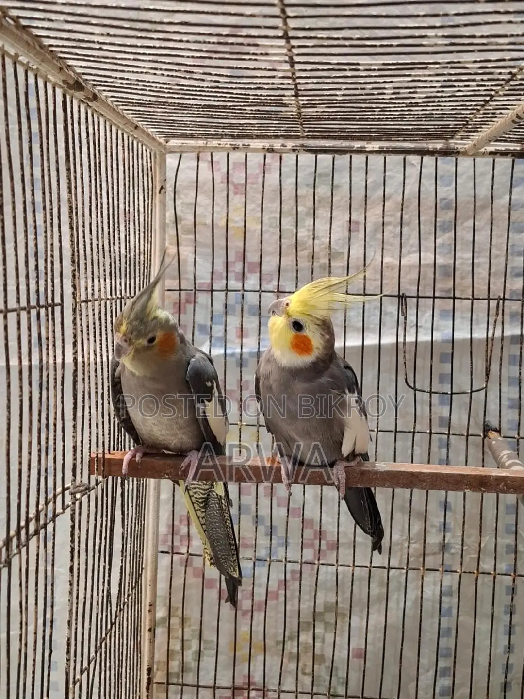 Lutino Bloodline Gray Cocateil