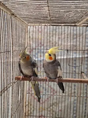 Lutino Bloodline Gray Cocateil