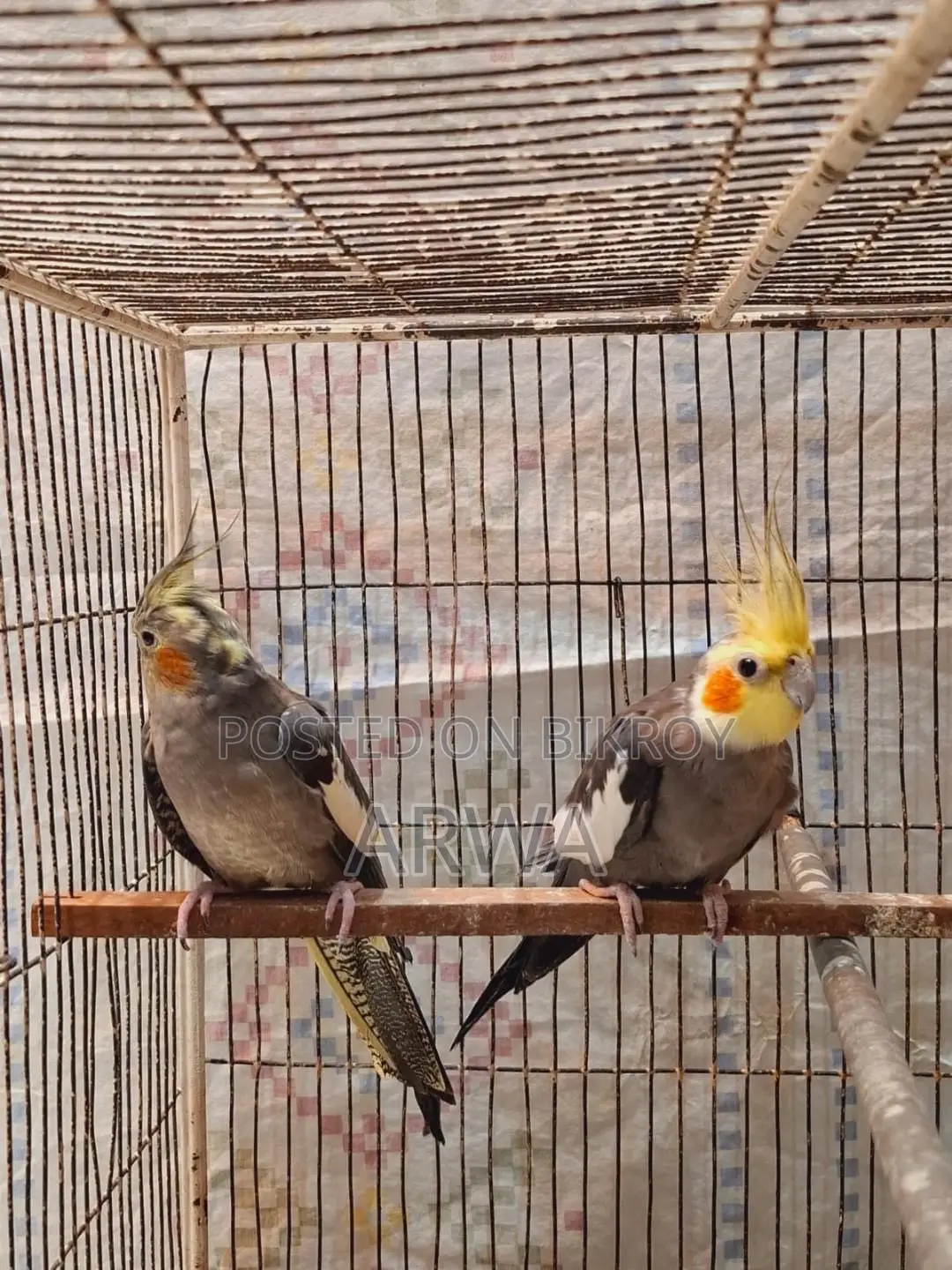 Lutino Bloodline Gray Cocateil