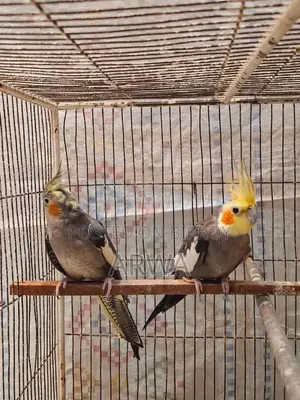 Lutino Bloodline Gray Cocateil