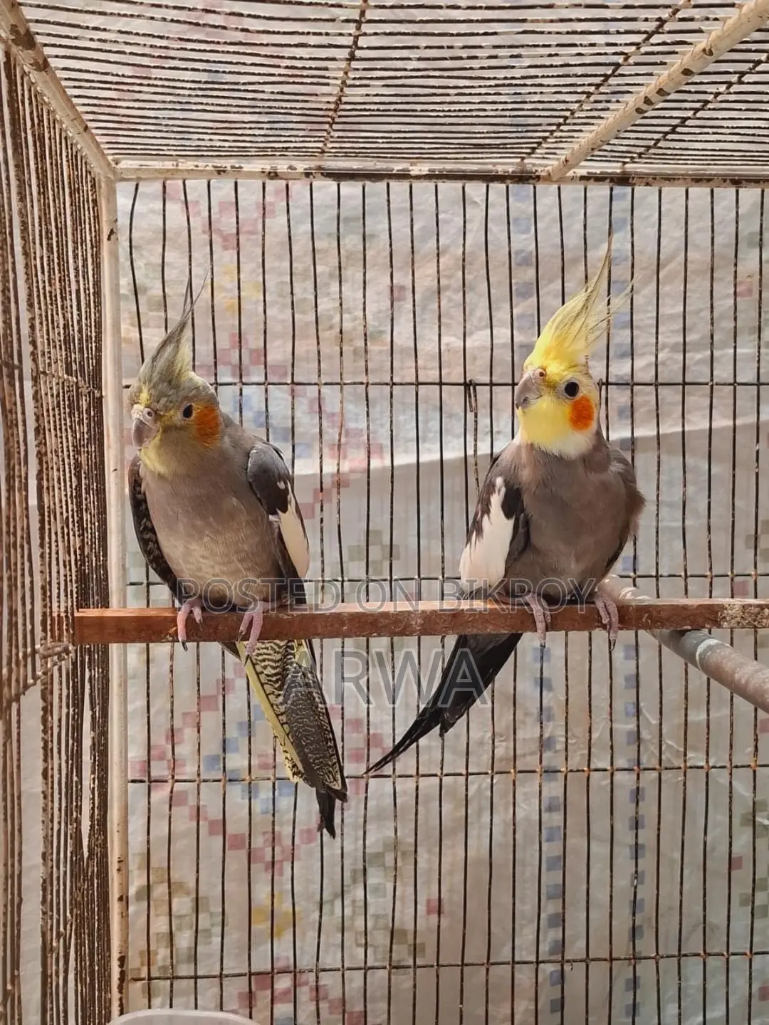 Lutino Bloodline Gray Cocateil