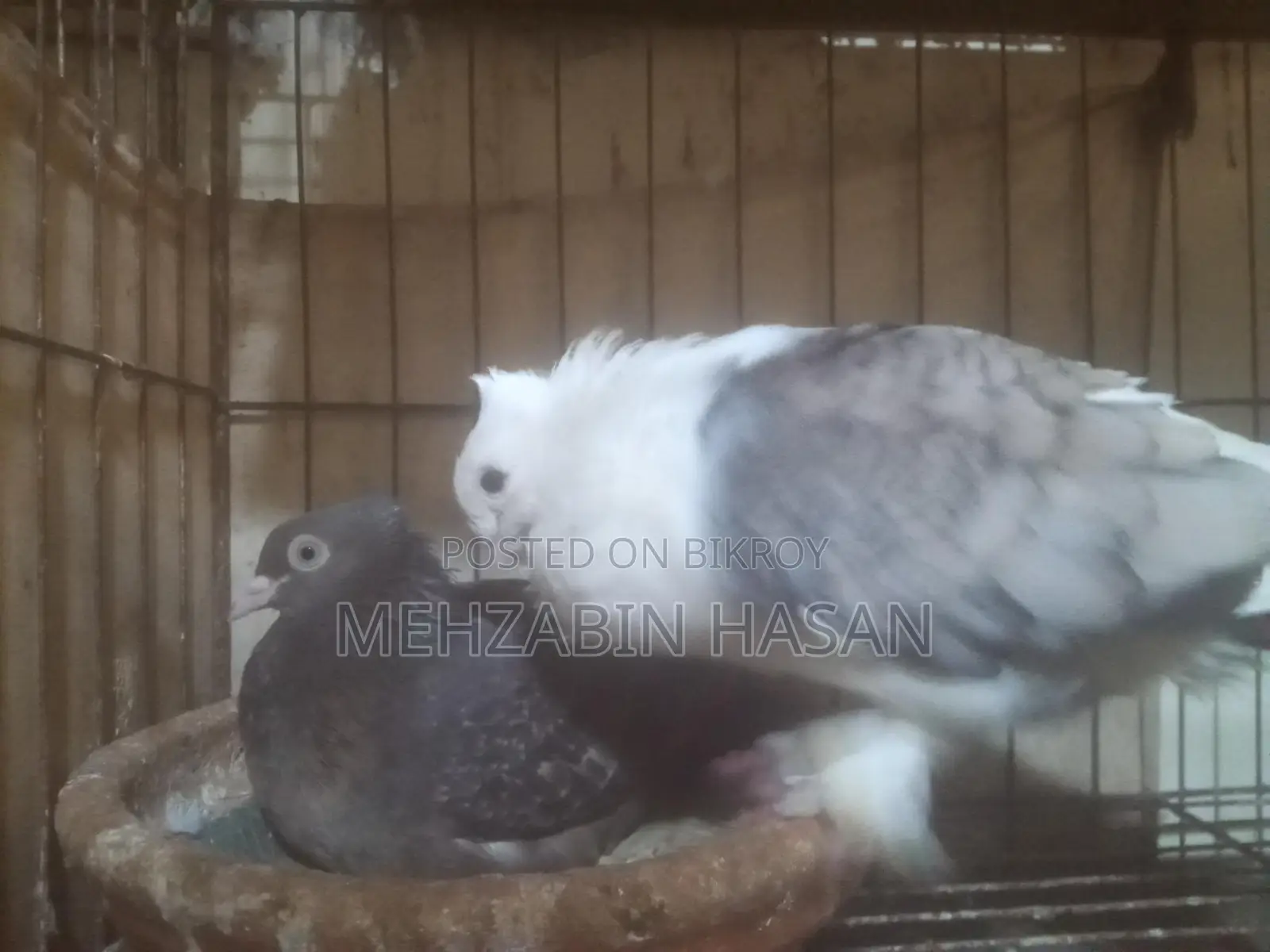 Adult Pigeons for Sale