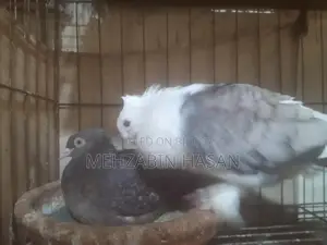 Adult Pigeons for Sale
