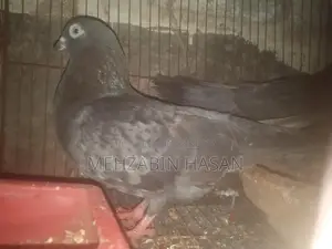 Adult Pigeons for Sale