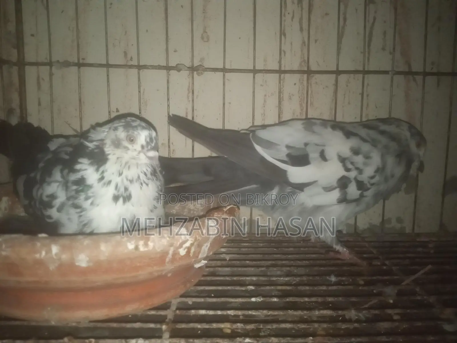 Adult Pigeons for Sale