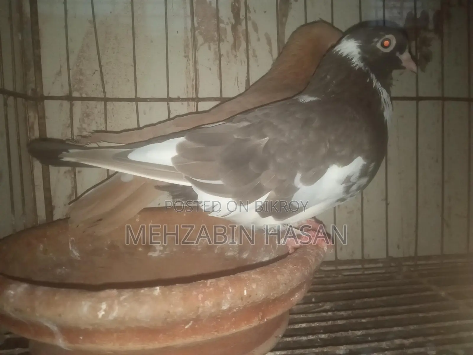 Adult Pigeons for Sale